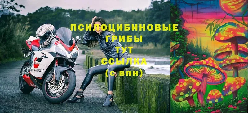 Галлюциногенные грибы Psilocybe  Зверево 